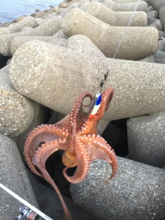 タコは取れたけど・・・・・