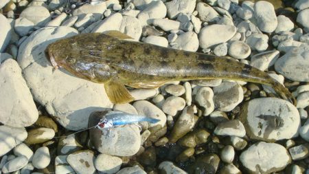 清流シーバスのはずが...