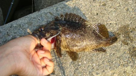 やはりコイツは裏切らない