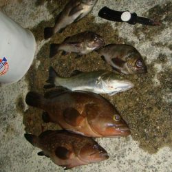 真夏のアコウ！！