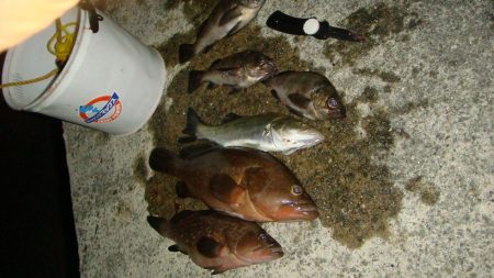 真夏のアコウ！！