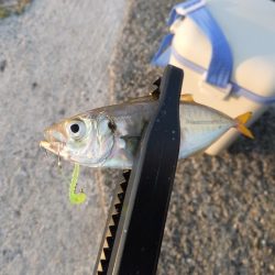 まずまずの釣果？