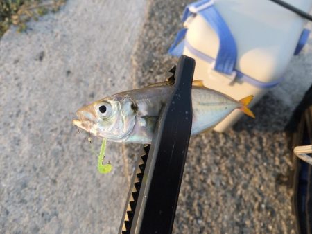 まずまずの釣果？