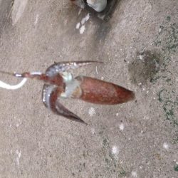 今日は外道デー