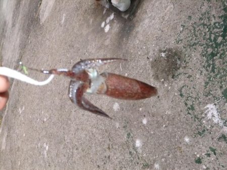 今日は外道デー