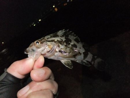 鱗付け何とか成功！