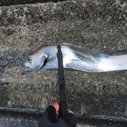 今年初タチウオ、グッドサイズ！