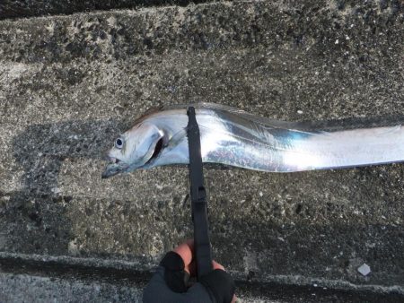 今年初タチウオ、グッドサイズ！