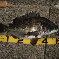 マチヌ狙いのチニング