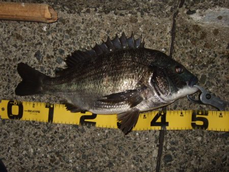 マチヌ狙いのチニング