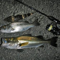 良く引きました