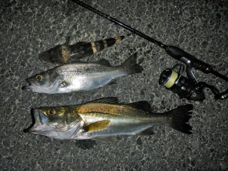 良く引きました