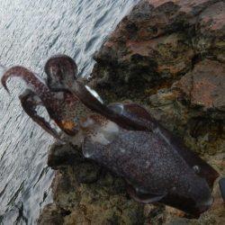 アオリイカ調査