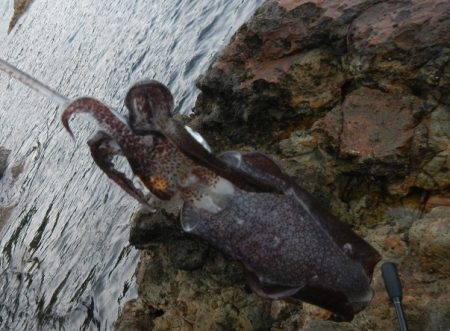 アオリイカ調査