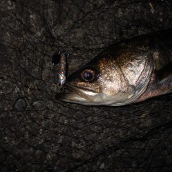 NEXT SPIN 20で爆撃？。