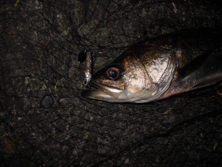 NEXT SPIN 20で爆撃？。