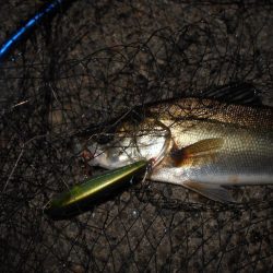 ペンシルベイトのロングステイでヒット。