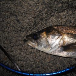 厳しい時はアルカリjr.の出番…か？。