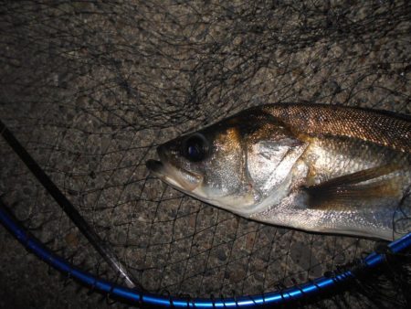 厳しい時はアルカリjr.の出番…か？。