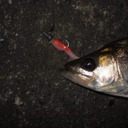 ミニカリでボウズ逃れ(^^;)。