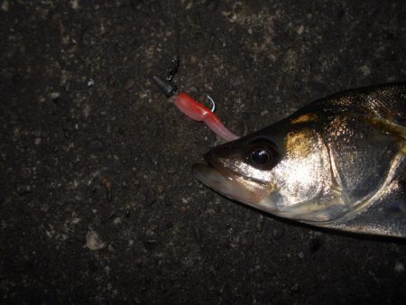 ミニカリでボウズ逃れ(^^;)。