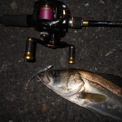 ベイトタックルで楽しんでみる。