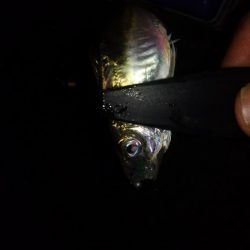 サゴシでもありがたし