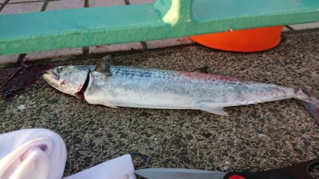 サゴシでもありがたし