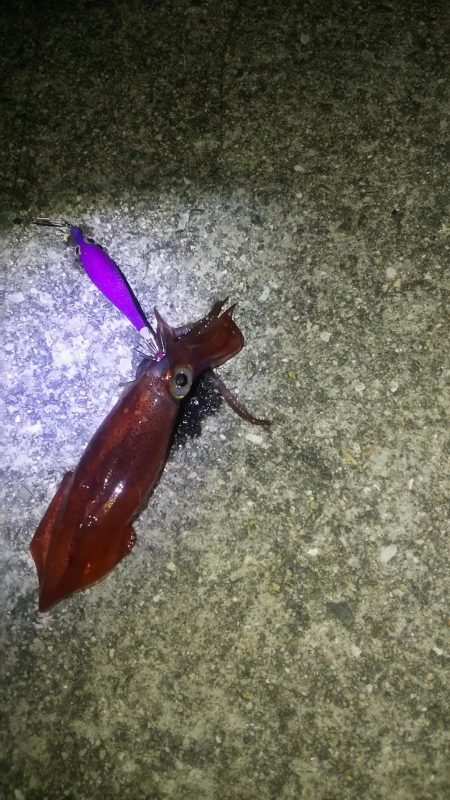 ケンサキ大きくなってました♪