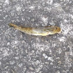 河口でちょい投げ釣り