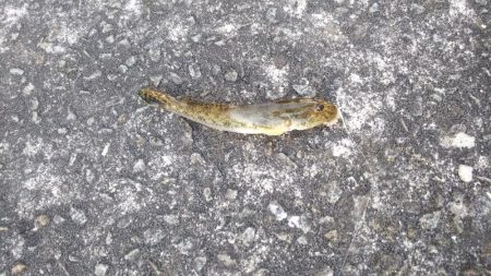 河口でちょい投げ釣り