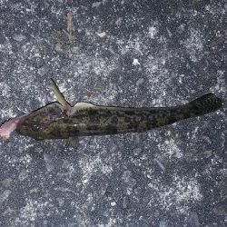 泉南周辺でウナギ釣り