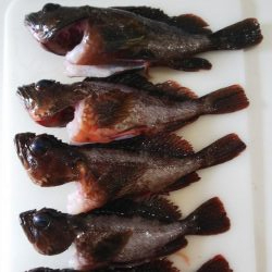 ガシラの刺身が食べたくて