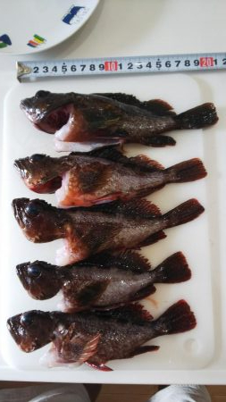 ガシラの刺身が食べたくて