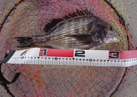 盆休みチヌ釣り特訓