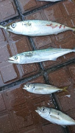 デイアジング成立！