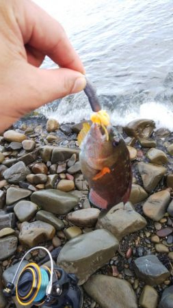 ベラしかおらんのかっ！