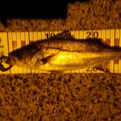 五目釣りならず