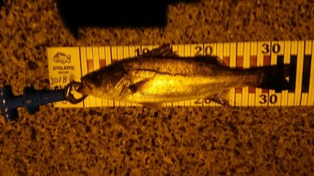 五目釣りならず