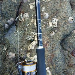 チニング&ロックフィッシュ