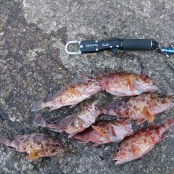 シオ釣れないけどお土産確保