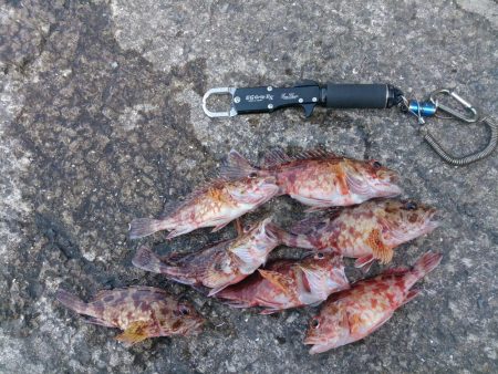 シオ釣れないけどお土産確保