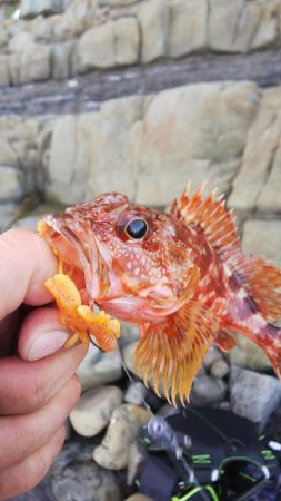 自己新！！かと思いきや