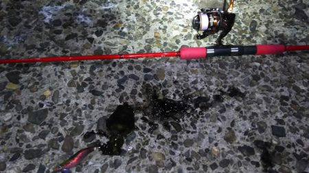 新子調査 秋イカを求めて