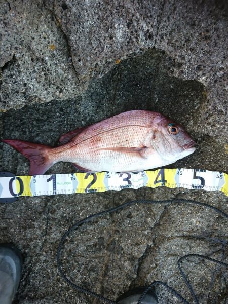 チニング&ロックフィッシュ