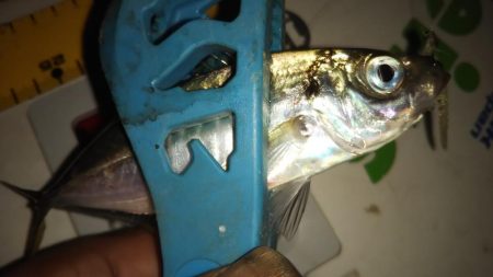 マズメアジング