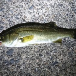 ナイトライトゲーム