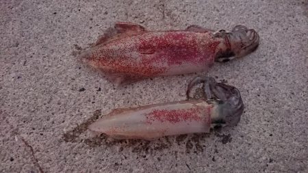 夕方からケンサキ狙い