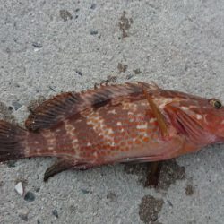 エギングでしたが……