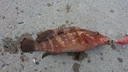 エギングでしたが……